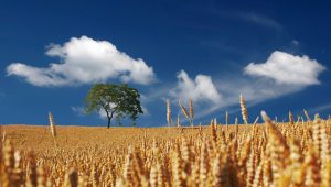 Gluten, Glutenvrij eten, glutenintolerantie