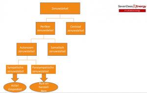  Zenuwstelsel-Sympaticus-Parasympaticus