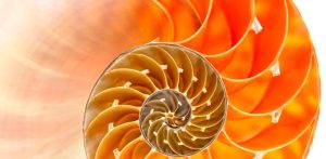 Nautilus
